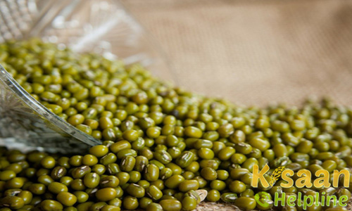 Moong (मूंग)